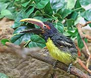 Picture/image of Green Aracari