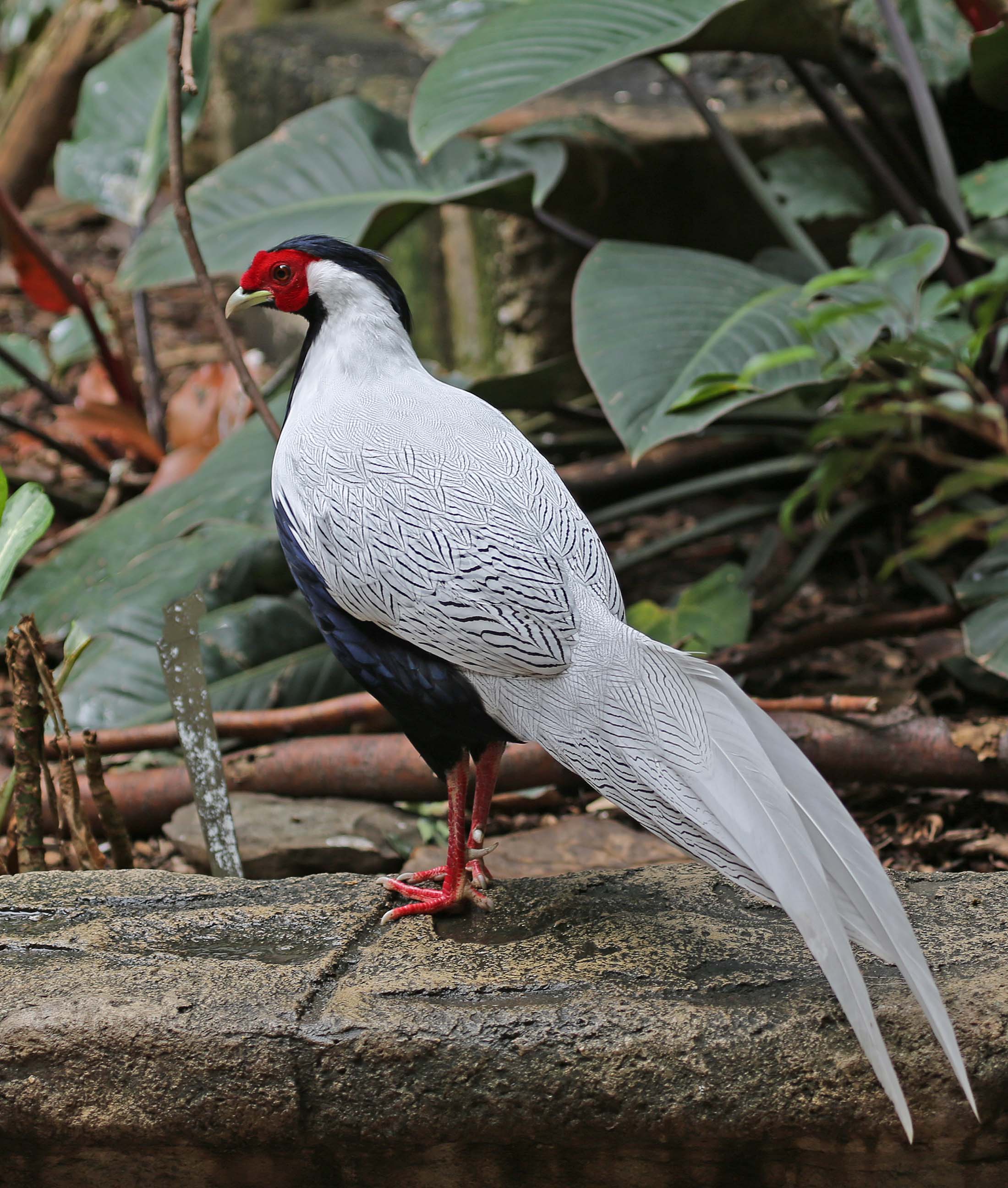 Pictures and information on Silver Pheasant