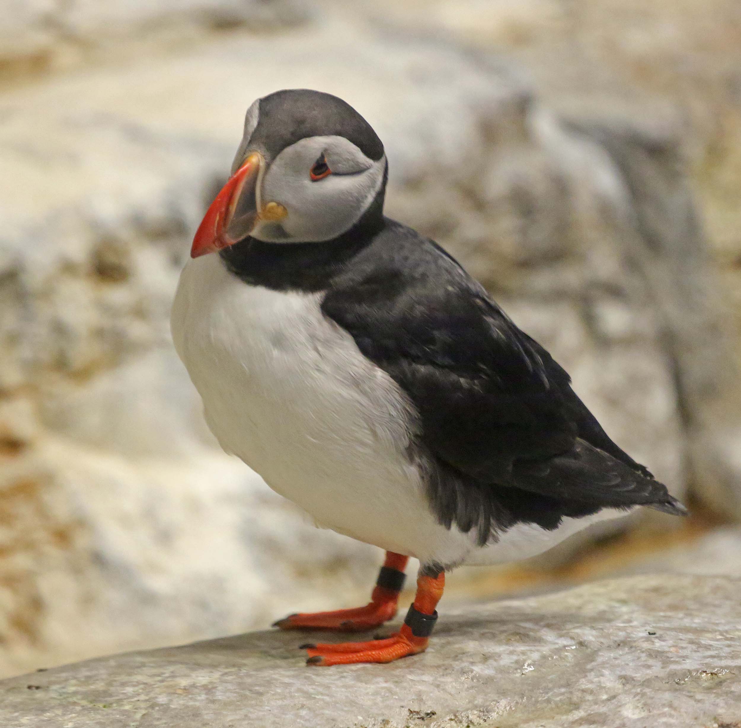 Atlantic Puffin - Fratercula arctica - Birds of the World