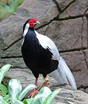Picture/image of Silver Pheasant