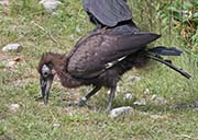 Picture/image of Southern Ground-hornbill