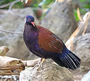 Picture/image of Green-naped Pheasant Pigeon