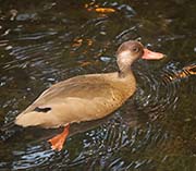 Picture/image of Brazilian Teal