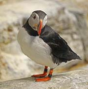 Picture/image of Atlantic Puffin