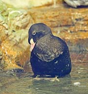 Picture/image of King Eider