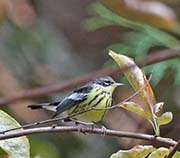 Picture/image of Magnolia Warbler