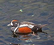 Picture/image of Harlequin Duck