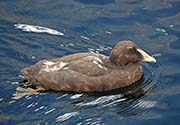 Picture/image of Common Eider
