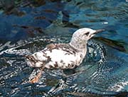 Picture/image of Black Guillemot