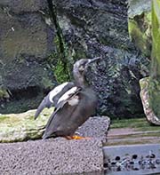 Picture/image of Black Guillemot