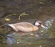Picture/image of Brazilian Teal
