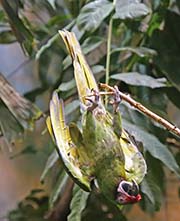 Picture/image of Military Macaw