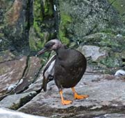 Picture/image of Black Guillemot