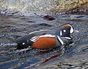 Picture/image of Harlequin Duck