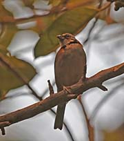 Picture/image of Rufous-collared Sparrow