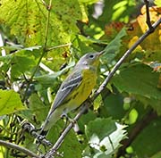 Picture/image of Magnolia Warbler
