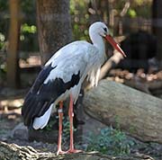  White Stork