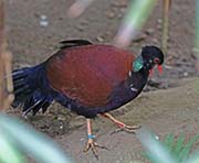 Picture/image of Green-naped Pheasant Pigeon