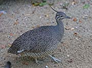 Picture/image of Elegant Crested Tinamou