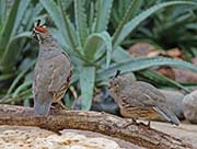 Picture/image of Gambel's Quail