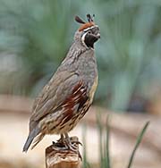 Picture/image of Gambel's Quail
