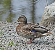 Picture/image of Mallard