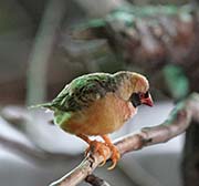 Picture/image of Red-billed Quelea