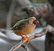 Picture/image of Red-billed Quelea