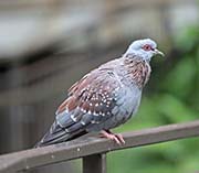 Picture/image of Speckled Pigeon
