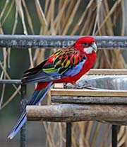 Picture/image of Western Rosella
