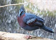 Picture/image of Victoria Crowned-Pigeon