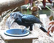 Picture/image of Silvery-cheeked Hornbill
