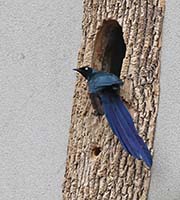 Picture/image of Long-tailed Glossy Starling