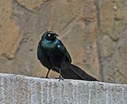 Picture/image of Long-tailed Glossy Starling