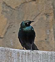 Picture/image of Long-tailed Glossy Starling