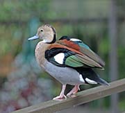  Ringed Teal