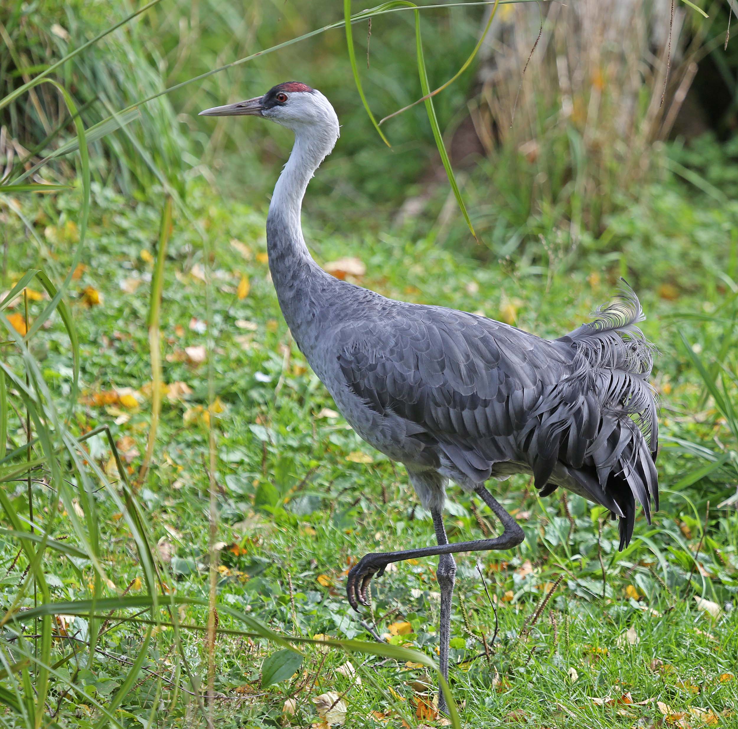 Crane Bird Images At Pamela Alvarez Blog