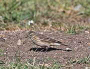 Picture/image of American Pipit