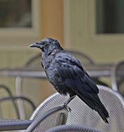 Picture/image of American Crow