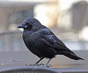 Picture/image of American Crow