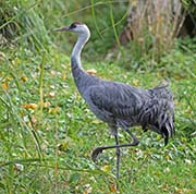 Picture/image of Hooded Crane