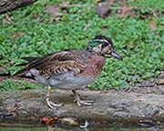 Picture/image of Baikal Teal