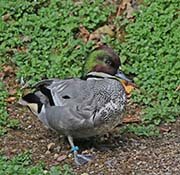 Picture/image of Falcated Duck