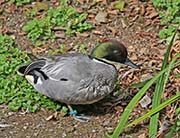 Picture/image of Falcated Duck