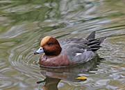 Picture/image of Eurasian Wigeon