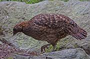 Picture/image of Temminck's Tragopan