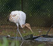Picture/image of Red-crowned Crane