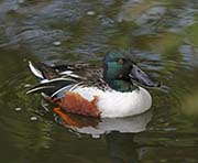 Picture/image of Northern Shoveler