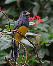 Picture/image of White-tailed Trogon