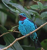 Picture/image of Spangled Cotinga